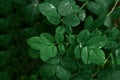 Top View Green Leaves With Dew Drops Natural Texture Background Royalty Free Stock Photo