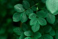 Top View Green Leaves With Dew Drops Natural Texture Background Royalty Free Stock Photo