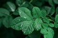 Top View Green Leaves With Dew Drops Natural Texture Background Royalty Free Stock Photo