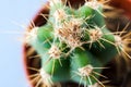 Close-up top view of green star-shaped Echinocereus cactus in round flower pot. Royalty Free Stock Photo