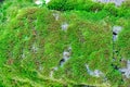 Close up top view of growing green moss on an old brick wall with selective focus Royalty Free Stock Photo