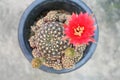 Top view gymnocalycium baldianum cactus with red flower Royalty Free Stock Photo