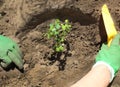 Close up top view of hands of pensioner planting rose bush in soil