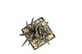 Close up top view Haworthia limifolia succulent plants in black pot isolate on white background with clipping path.