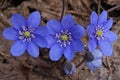 Nice blue spring flowers Hepatica nobilis Royalty Free Stock Photo