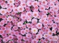 Top view huge colorful pink chrysanthemum flowers group blooming in garden