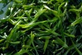 Close-up top view of ingredients Seaweed Salad Veggie, Japanese food. AI Generated