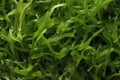 Close-up top view of ingredients Seaweed Salad Veggie, Japanese food. AI Generated