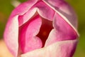 close-up top view large closed bud of pink flower magnolia tree Royalty Free Stock Photo