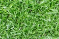 Close up of Top view of lawn texture background