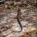 Close up top view of a lizard with a dark blue tail and yellow stripes on an old log Royalty Free Stock Photo