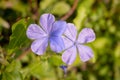 Close-up of purple flowers on blurred green leaf background Royalty Free Stock Photo