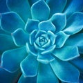 Close-up top view macro exotic succulents leaves abstract soft blue green dark background.Flat lay nature botanical wallpaper Royalty Free Stock Photo