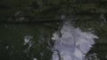 Close up top view of moss covered stones underwater, rippled river. Creative. Reflection of trees on water surface. Royalty Free Stock Photo