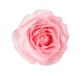 Top view nature soft color pink rose flowers blooming with water drops  isolated on white background with clipping path Royalty Free Stock Photo