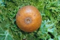 New Zealand Gold Kiwi Outside top view with green kale background