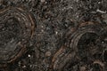 close-up top view of old tree stumps in the ground. Stump circle texture. Royalty Free Stock Photo