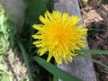 Close up top view of opening yellow dandelion flower head petals Royalty Free Stock Photo