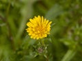Close up top view of opening yellow dandelion flower head petals Royalty Free Stock Photo