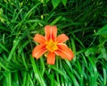 Close Up Top View Of Orange Tiger Lilly Royalty Free Stock Photo