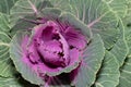 Close-up top view of an ornamental cabbage that has just bloomed. The inside of the flower is pink, the surrounding leaves are
