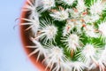 Close-up top view of part of exquisite Echinocereus cactus. Royalty Free Stock Photo