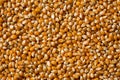 Close up top view of pile of corn seeds Royalty Free Stock Photo