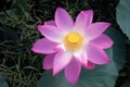 Close up in top view of pink color blooming water lily or lotus flower Royalty Free Stock Photo