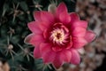 Close up top view of pink flower gymnocalycium baldianum cactus