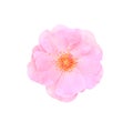 Top view pink rose flower blooming isolated on white background with clipping path Royalty Free Stock Photo