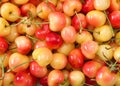 Close up top view of Rainier cherries with stems