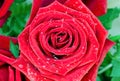 Top view red rose flower petal with water drops for valentine day or wedding background Royalty Free Stock Photo