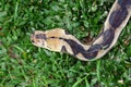 Close up top view of a Reticulated Python (Malayopython reticulatus). Royalty Free Stock Photo
