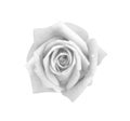 Top view rose flowers gray or white petal blooming with water drops isolated on background and clipping path