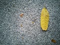 A yellow leaf dropped on the stone floor