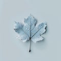 close-up top view of a single mapple leaf covered with dew drops Royalty Free Stock Photo