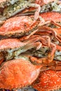 Close up top view steamed crabs in the restaurant for lunch and dinner