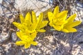 Close up top view of Sternbergia clusiana flower