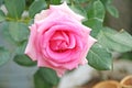 Top view sweet pink rose with water drops in garden Royalty Free Stock Photo