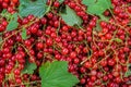 Close-up top view to background made from heap of fresh ripe red currant berries and green leaves Royalty Free Stock Photo