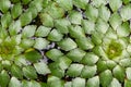 Close up top view of the trapa bicornis. Royalty Free Stock Photo