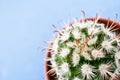 Close-up cactus with white thorns and long orange leaves in round pot on pale blue background. Royalty Free Stock Photo