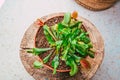 Close-up top view of a Venus flytrap plant in a flowerpot Royalty Free Stock Photo