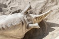 Close-up top view of white big rhino lying on sand dust on hot bright sunny day. Endangered rhinoceros species rescue Royalty Free Stock Photo