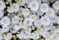 close up top view of White chrysanthemum flowers use as beautiful florist background,backdrop Royalty Free Stock Photo