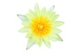 Top view white lily nymphaea lotus , yellow lotus flower blooming isolated on white background with clipping path