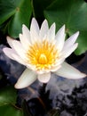 Close up top view white lotus flower is blooming and outstanding in pond.