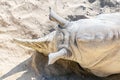 Close-up top view of white rhino lying on sand. Endangered species rescue and protection concept Royalty Free Stock Photo