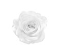 Top view white rose flowers isolated on background , clipping path Royalty Free Stock Photo