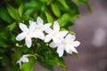 Top view white sampaguita jasmine blooming with bud inflorescence and green leaves in nature garden background Royalty Free Stock Photo